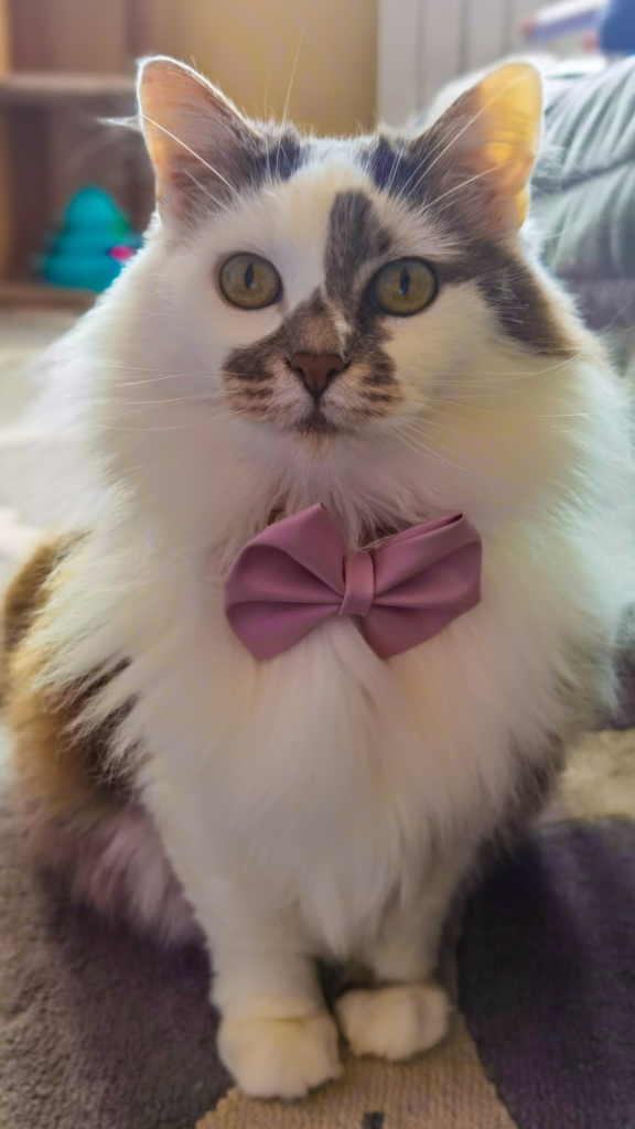 Madame Cookie poses with her pretty pin bowtie