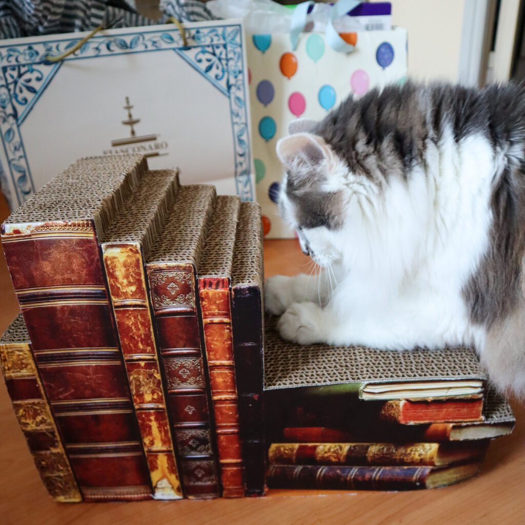 Chat avec ses cadeaux d'anniversaire - chat griffe des livres